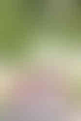 🔟 Bride with bridesmaids lined up under trees holding bouquets — fine-art Richmond wedding photographer image.