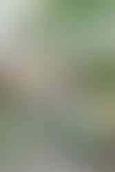 6. Side view of the ceremony setup with guests seated in a garden courtyard.