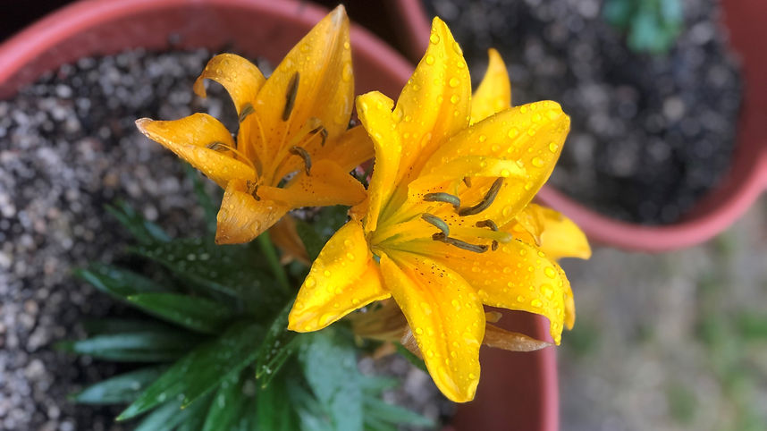 Rain drops on yellow flower.