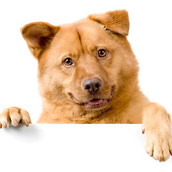 Lets go for a walk