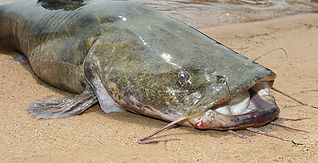 flathead catfish.jpg
