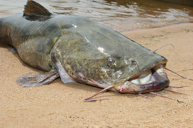 Essential Techniques for Catfish Fishing