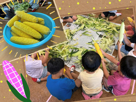 とうもろこしを剝いてみよう🌽
