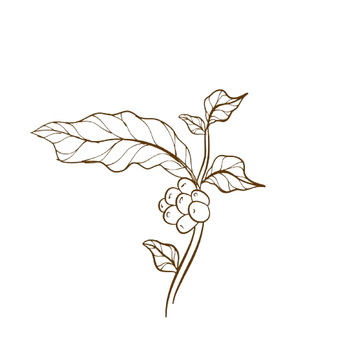 vecteezy_coffee-plant-branch-with-leaf-hand-drawn-coffee-branch_7630695-1-removebg-preview