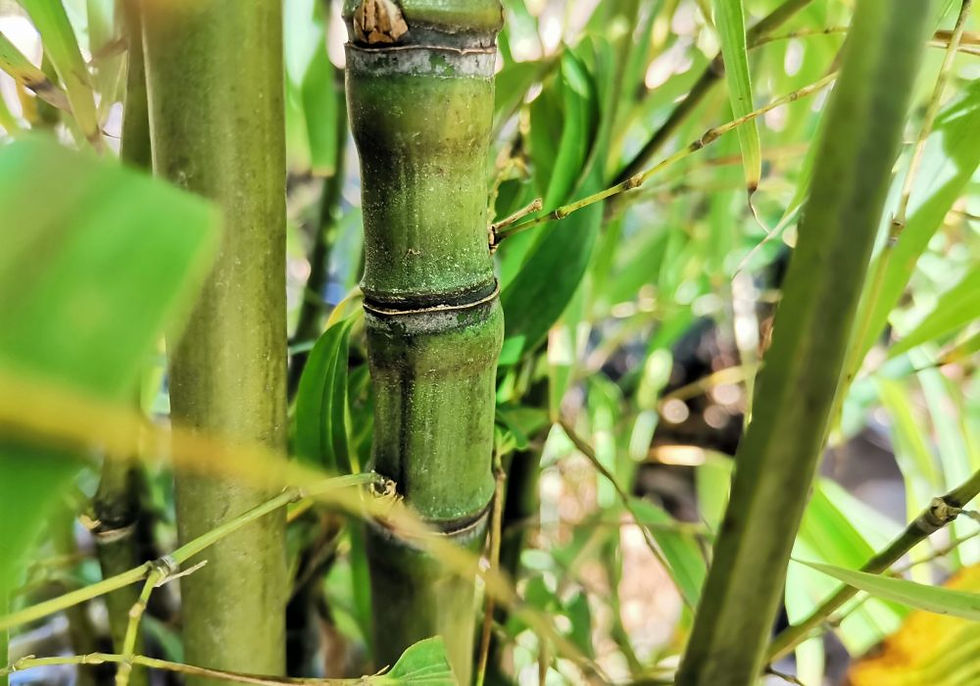 Miniatura: Phyllostachys Aurea ‘Albovariegata’