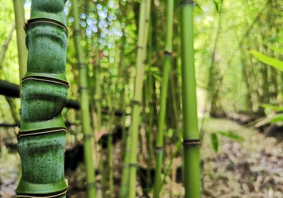 Miniatura: Phyllostachys aurea