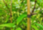 Sinobambusa Yixingensis - 4 Vasos de 3 L