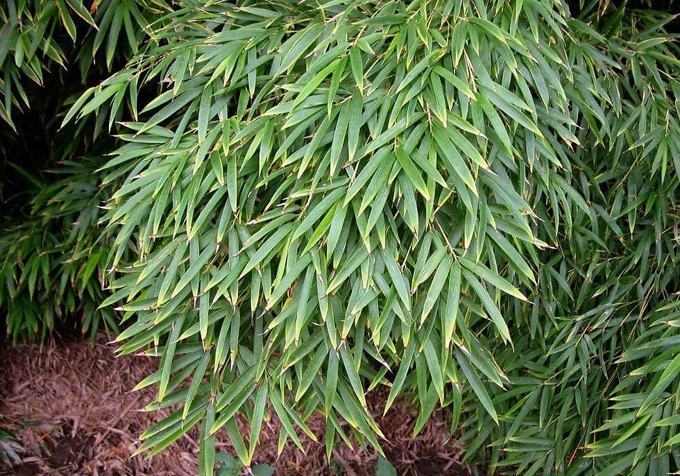 Thumbnail: Phyllostachys edulis