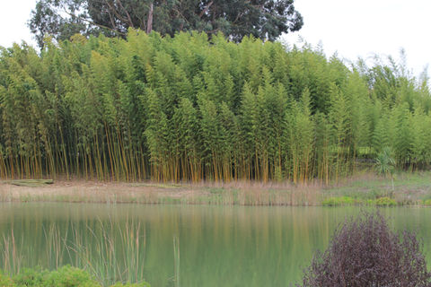 Bamboo forest by the lake