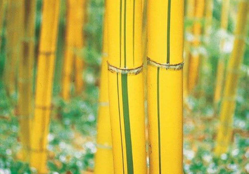 Phyllostachys viridis ‘Sulphurea’
