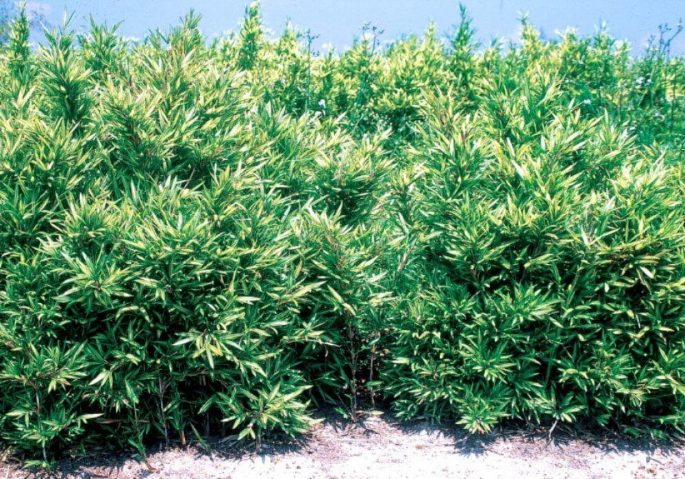 Pleioblastus shibuyanus ‘Tsuboi’