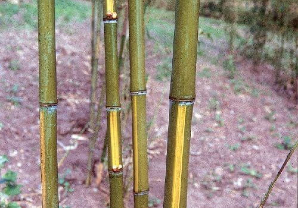 Phyllostachys aurea ‘Flavescens inversa’