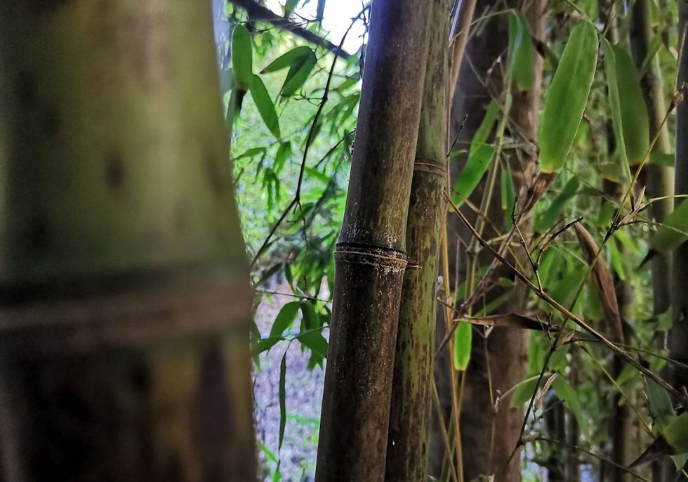 Miniatura: Phyllostachys Nigra ‘Boryana’