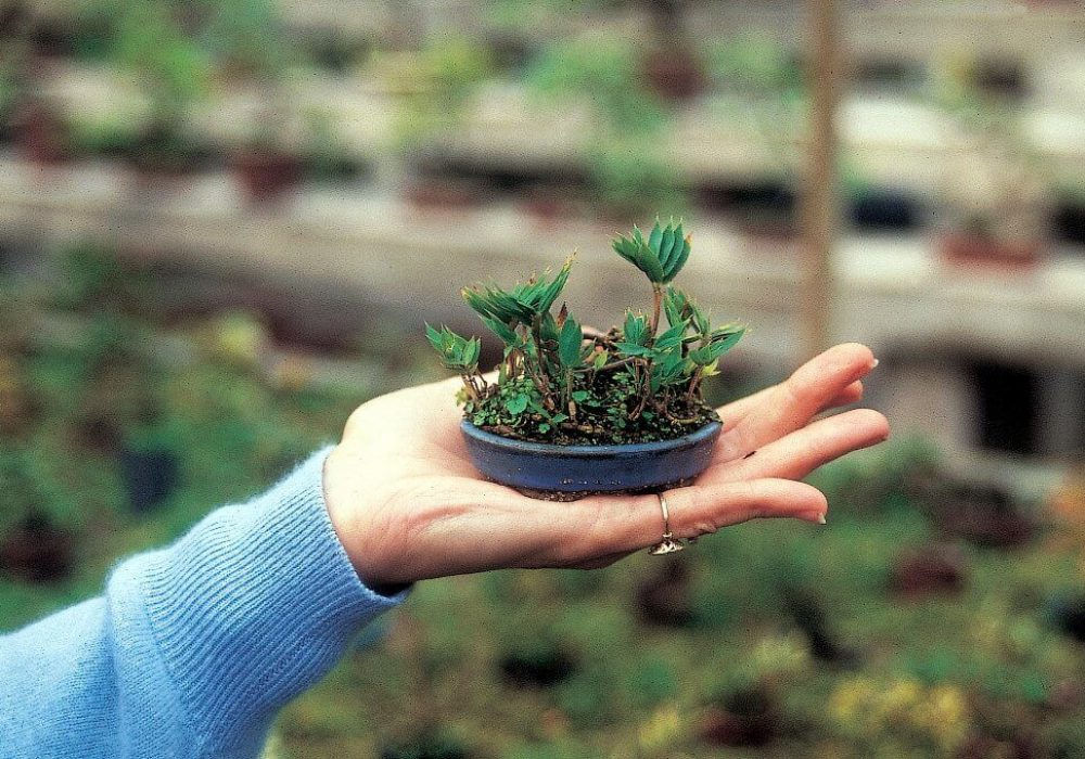 Pleioblastus pygmaeus