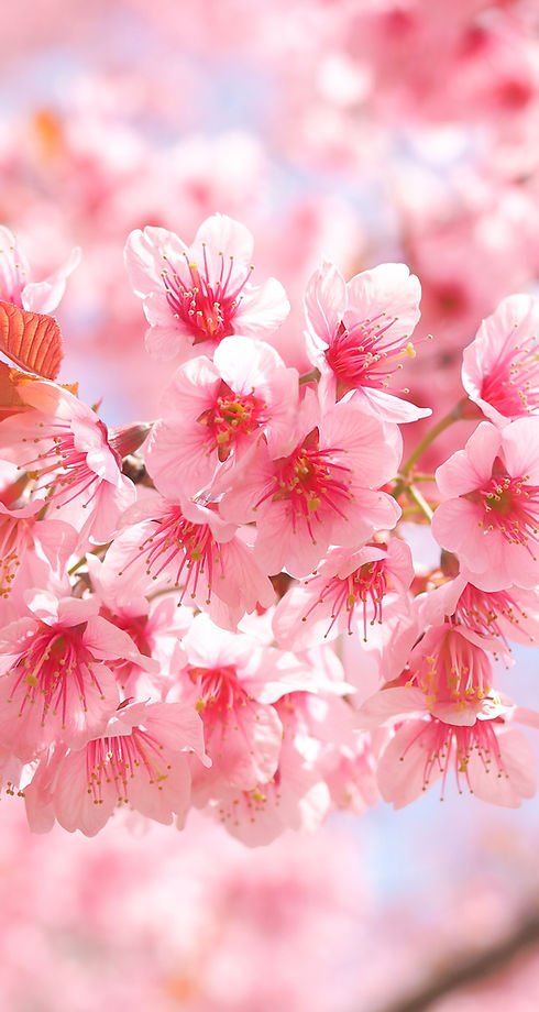 wild-himalayan-cherry-blossoms-spring-season-prunus-cerasoides-pink-sakura-flower-backgrou