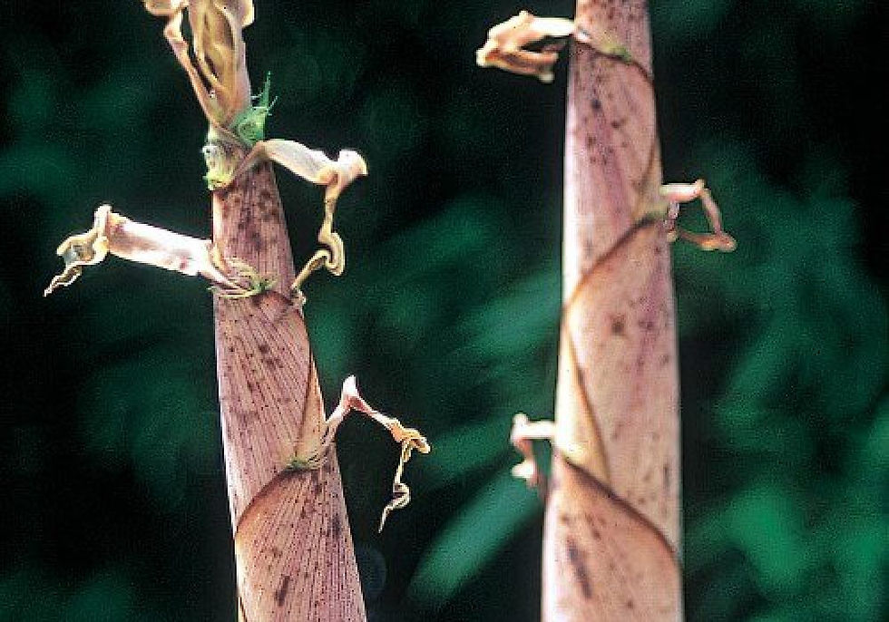 Thumbnail: Phyllostachys dulcis
