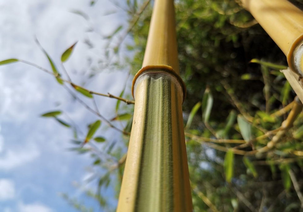 Thumbnail: Phyllostachys Aureosulcata ‘Spectabilis’