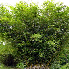 Bambusa