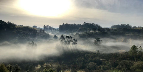 Early morning in Bambuparque