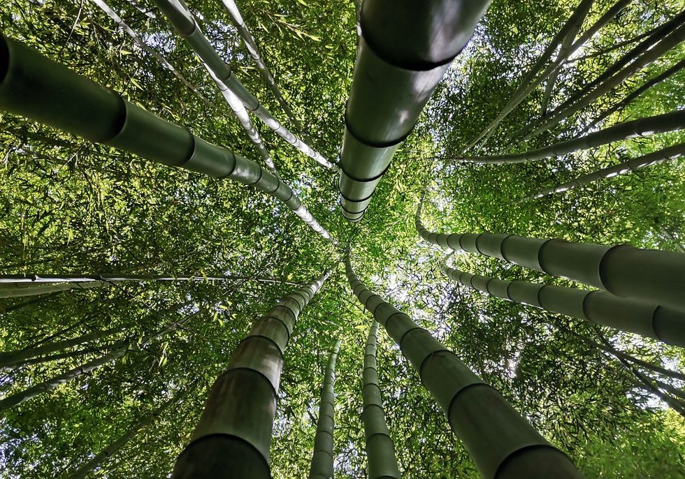 Thumbnail: Phyllostachys edulis