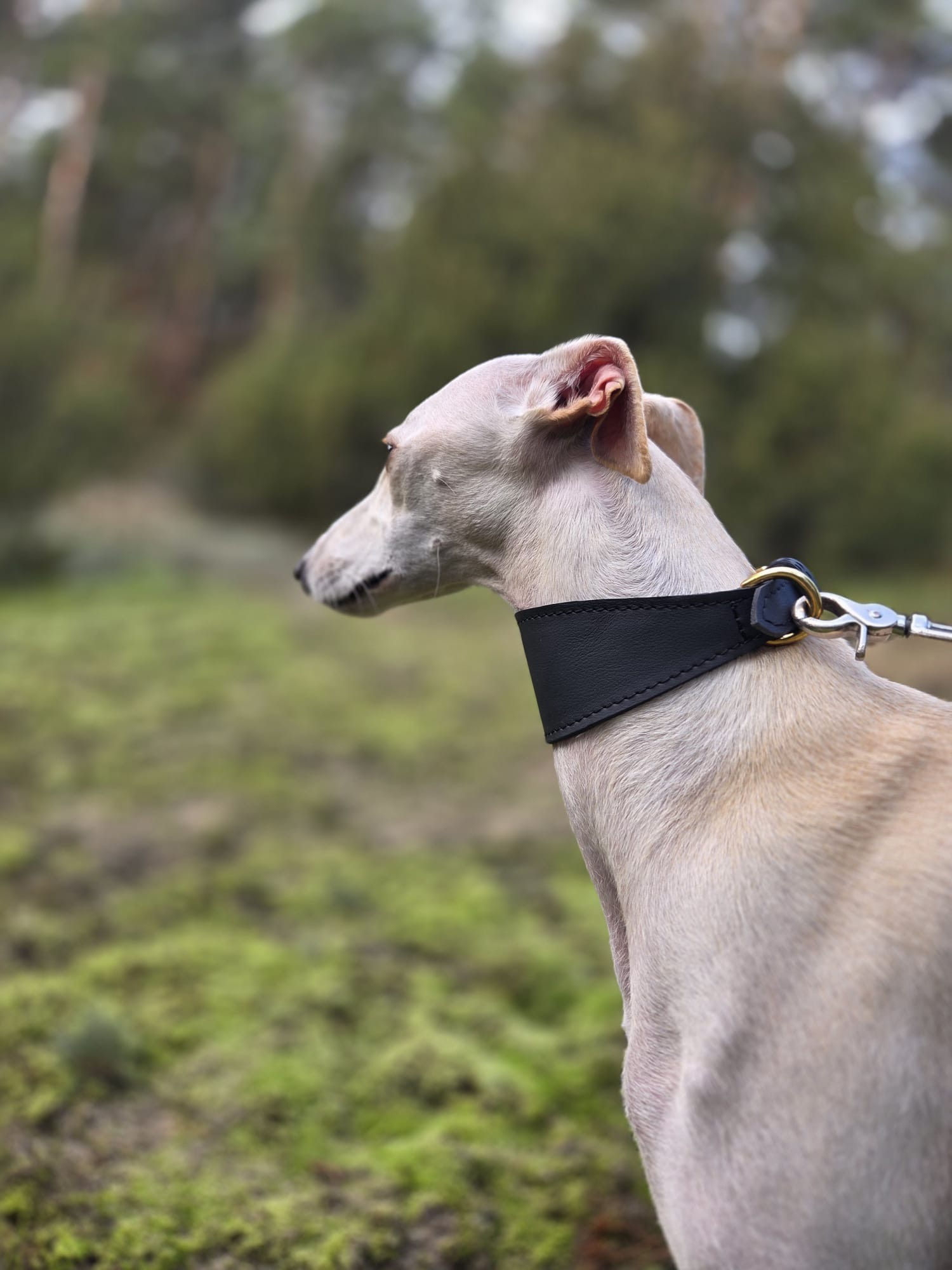 BESKID - obroża czarna