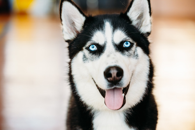 How to make sure your adopting the right dog.