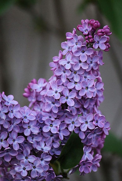 lilac.jpg