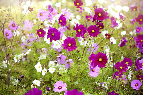 flower.jpg
