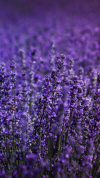 lavender.jpg