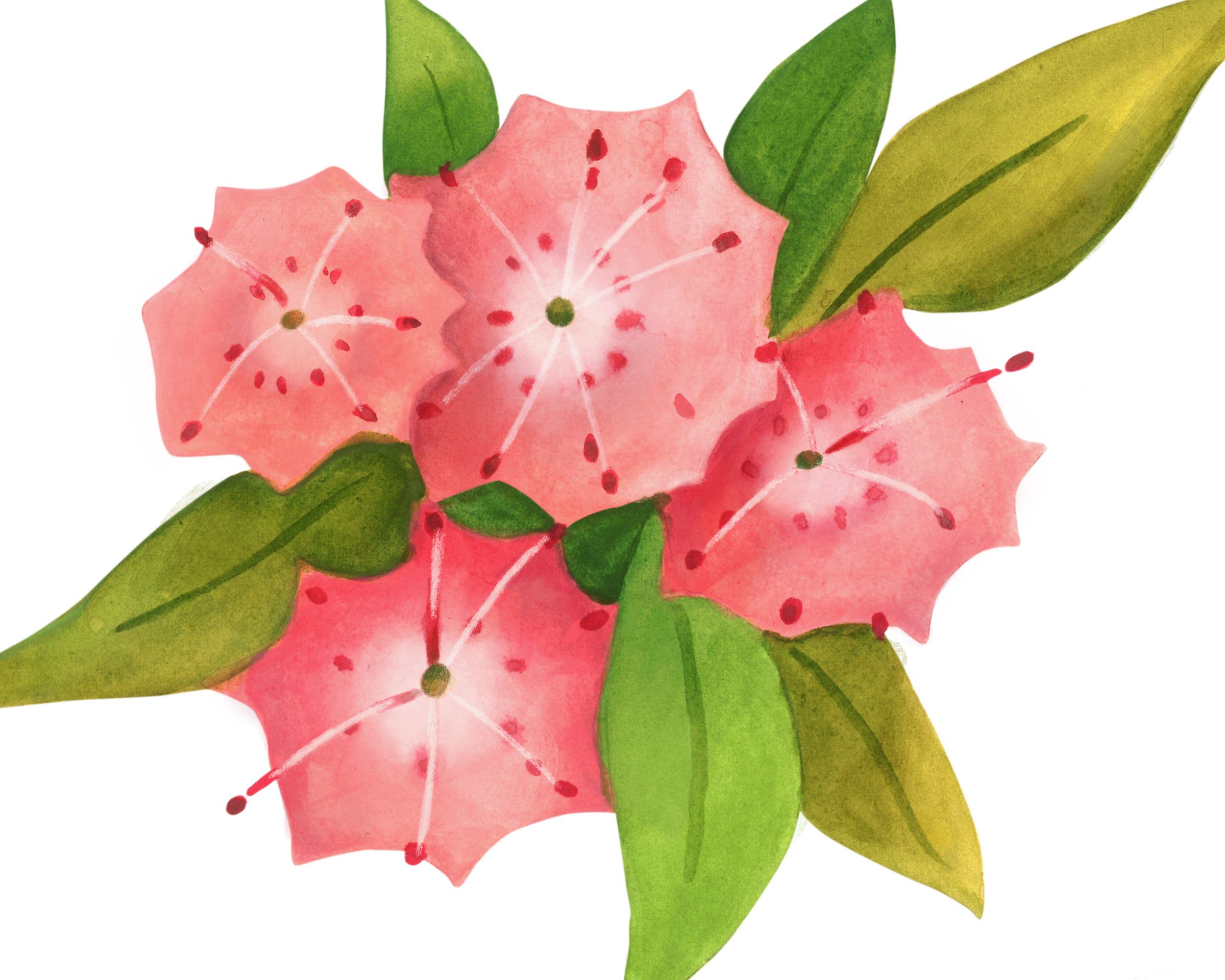 Summer Camp Mountain Laurel summer-camp-mountain-laurel