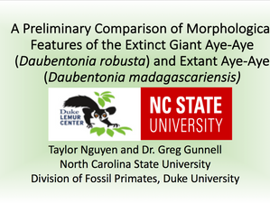 Comparison Between Species of Daubentonia