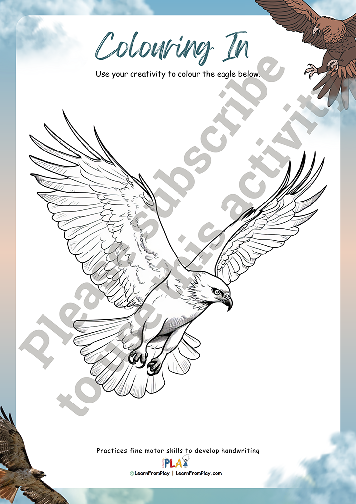 Wedge Tailed Eagle - Colouring In