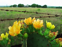 Prickly Pear in Bloom