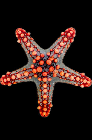 Saltwater clean up crew invertebrates inverts reef wonders