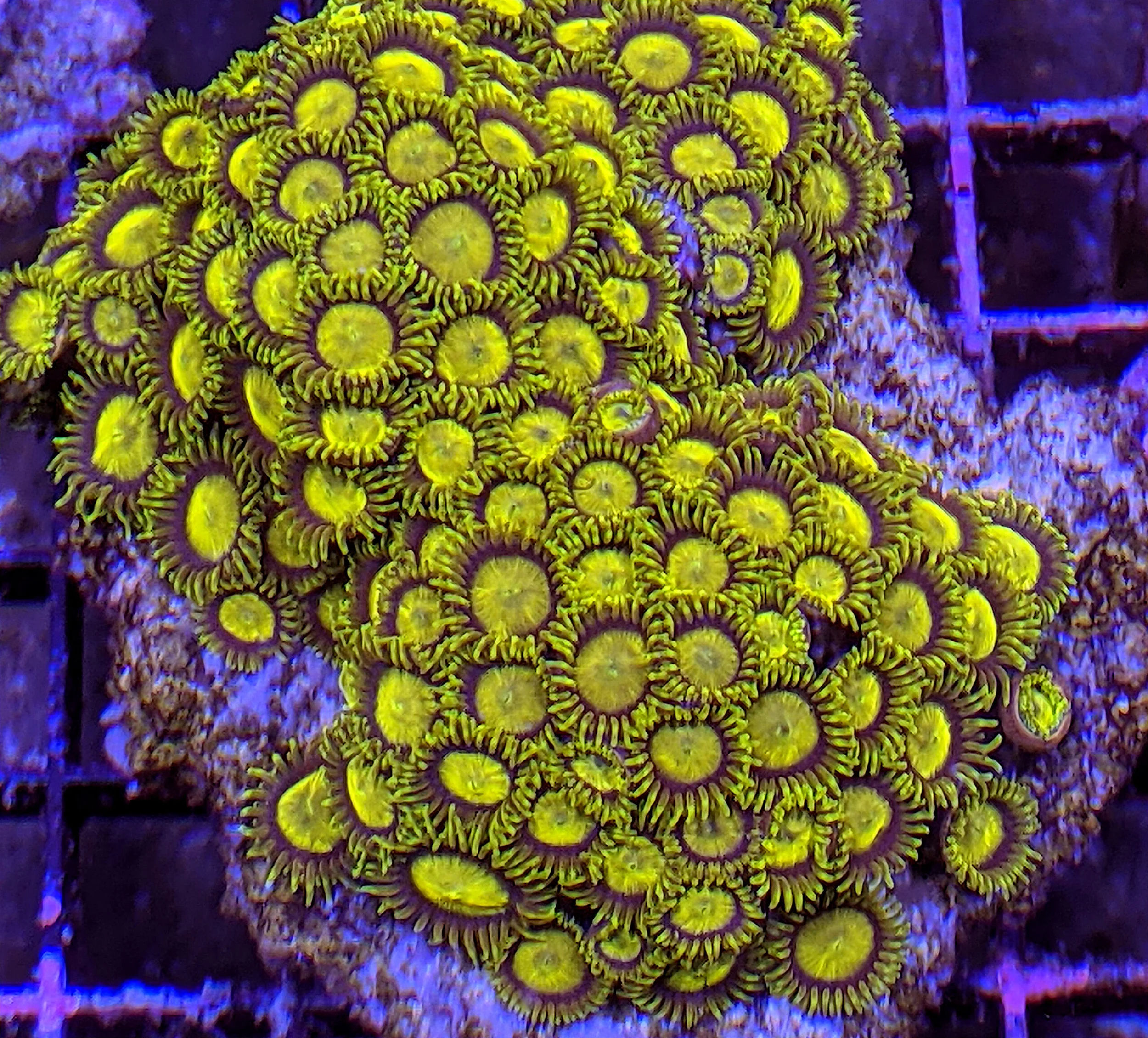 King Midas Zoa Frag