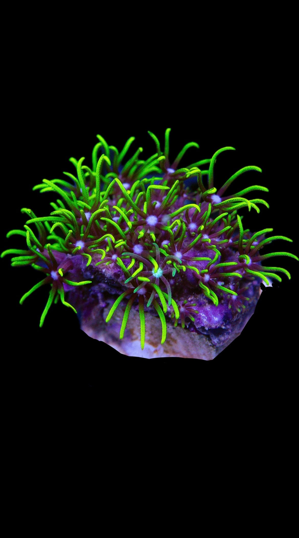 Green Star Polyps 