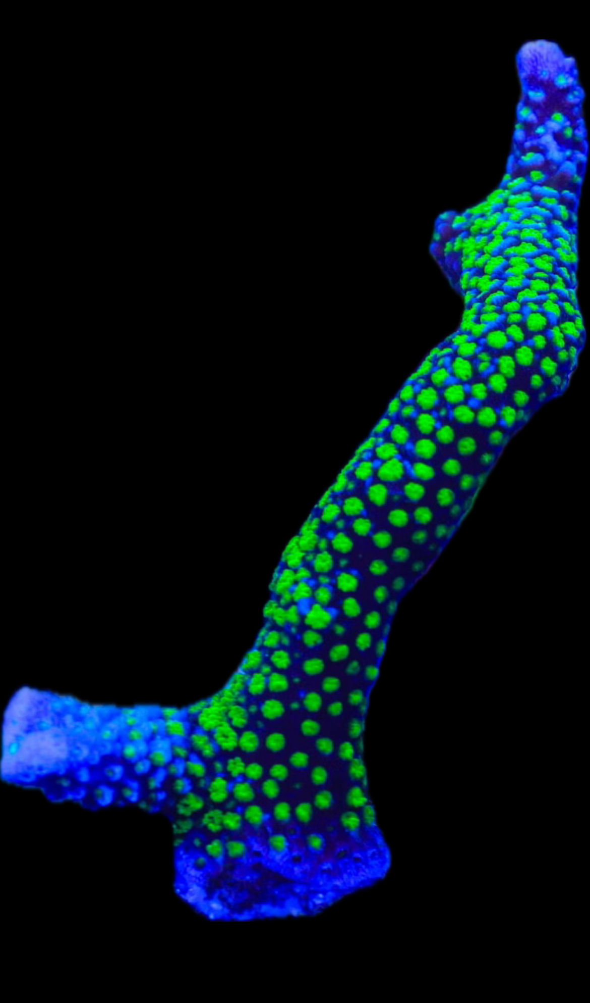 Green Montipora Digitata