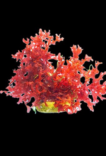 Rosa Graf Thalasso Gracilaria Algae 500 gr. main image 0