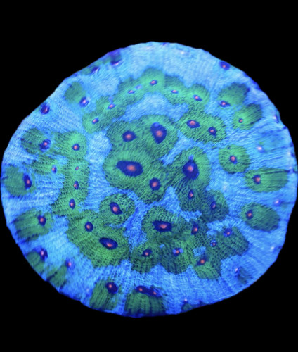 Avatar Chalice | Reef Wonders