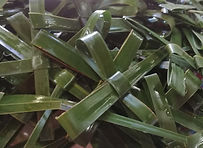 Palm Cross making day