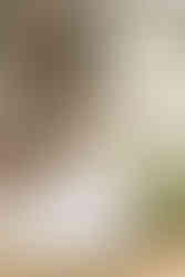 Bride holding bouquet in garden