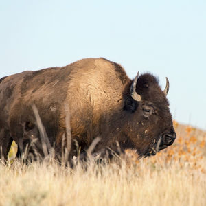 North Dakota's Top 5 Scenic Byways