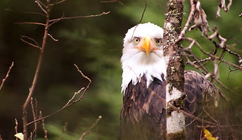 AK bald eagle (Medium)