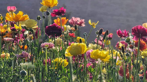 WhatsApp Image 2023-05-04 at 12.57.44.jpeg