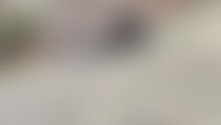 Gracelands resident hedgehog 🦔