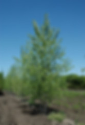 Skyfest Poplar.jpg