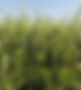 DSCN2292X2.jpg