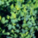 02808_01_summer_alfalfa_edited.jpg