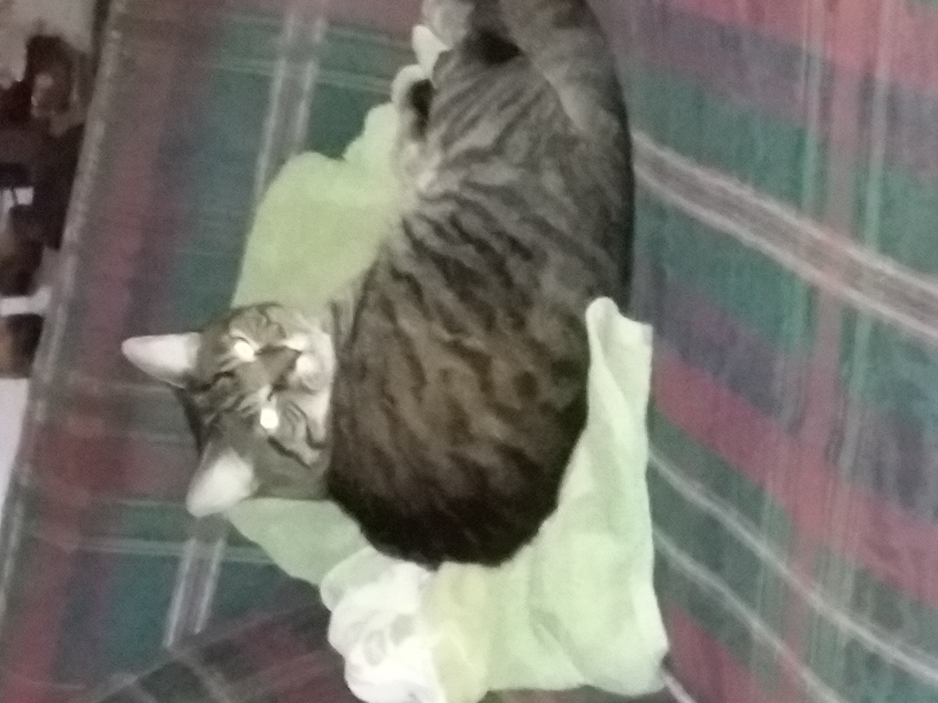 Writer: kingpridefour