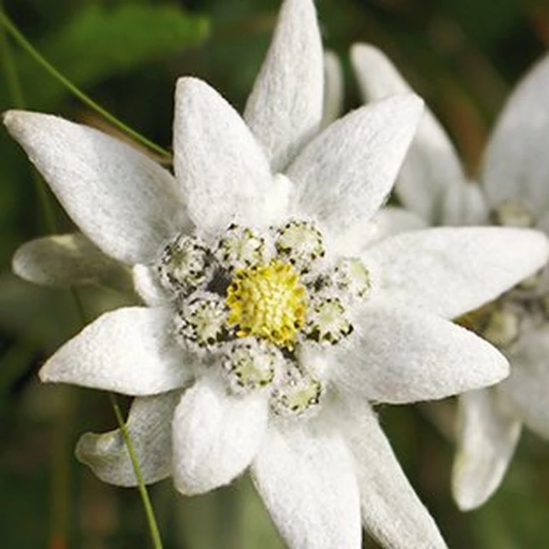 Fleur d'Edelweiss
